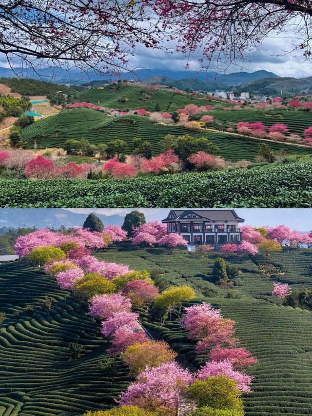 台品櫻花園看浪漫櫻花