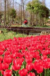 方松體育公園·鬱金香花海