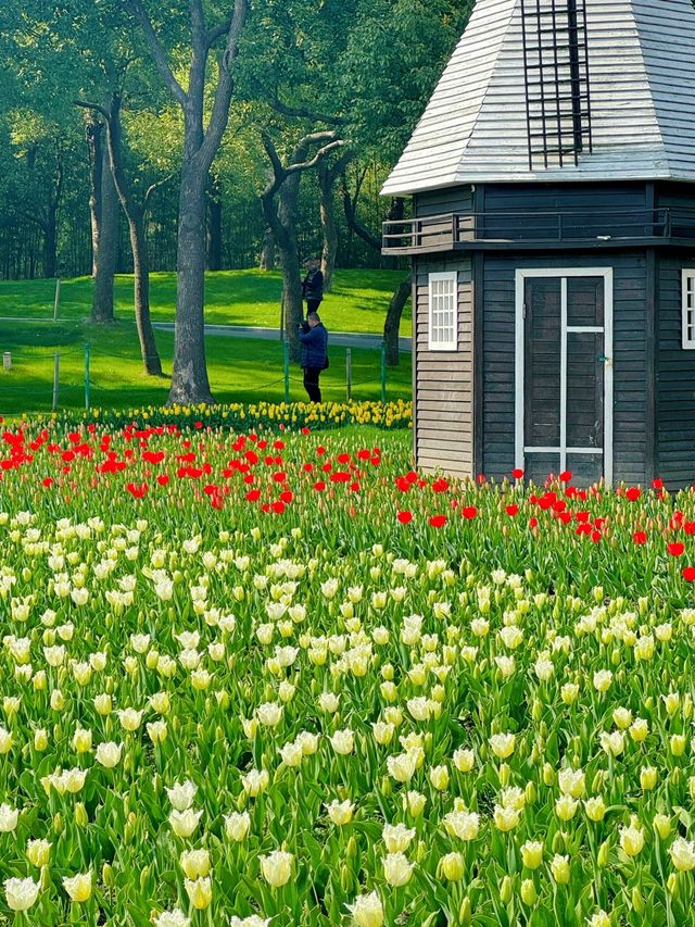 大寧公園｜50萬株鬱金香花海｜賞花地圖&攻略