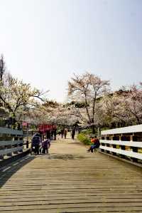 世紀公園賞櫻花