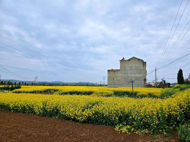 邊走邊看漢中油菜花系列之二：洋縣楊灣村