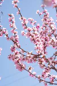 川西旅行丨你永遠可以相信金川的梨花