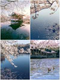 永遠可以相信杭州的櫻花季