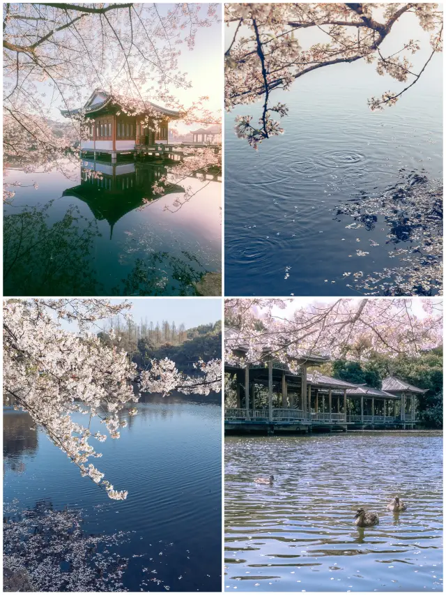 You can always trust the cherry blossom season in Hangzhou
