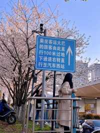 朋友圈都問瘋了，以為我去武漢看櫻花了，其實是在長沙！
