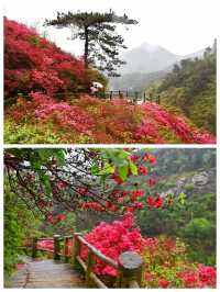 武漢黃陂雲霧山，嶺上開遍映山紅，萬畝花海堪稱華中一絕