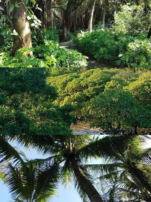 這裡是三亞|深圳海濱生態公園遊玩攻略