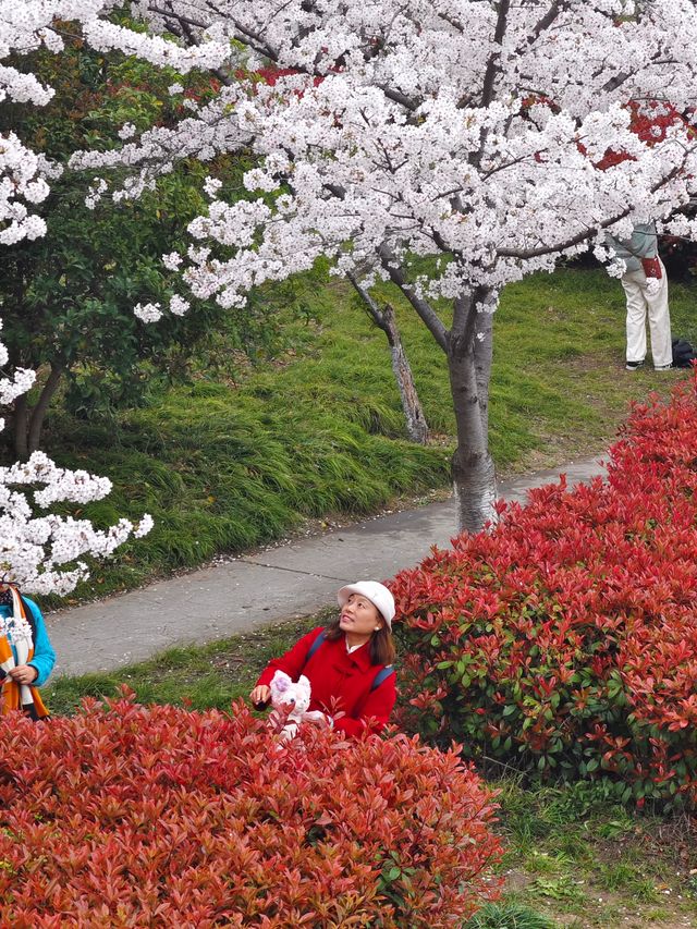 上海櫻花打卡地—浦東高東鎮櫻花園