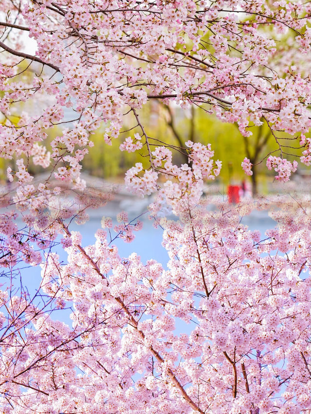 感受櫻花魔力！探秘玉淵潭公園：最佳遊覽路線、拍照技巧一網打盡