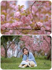 櫻花樹下，和春天撞了個滿懷