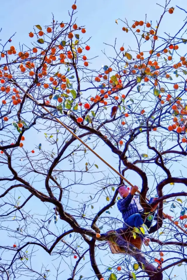 Zanzi Stone Village, the number one sweet persimmon village in China