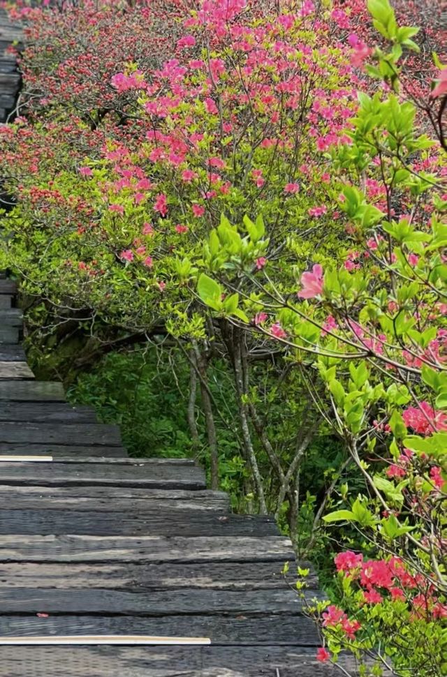 黃岡麻城龜峰山，踏春賞花的好去處！