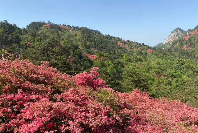 黃岡麻城龜峰山，踏春賞花的好去處！