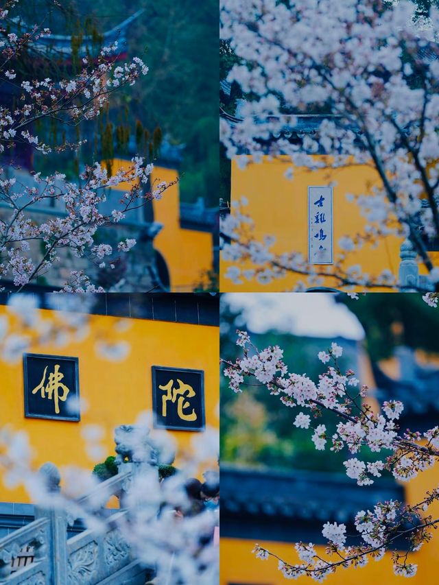 南京|陌上花開緩緩歸雞鳴寺的櫻花開啦
