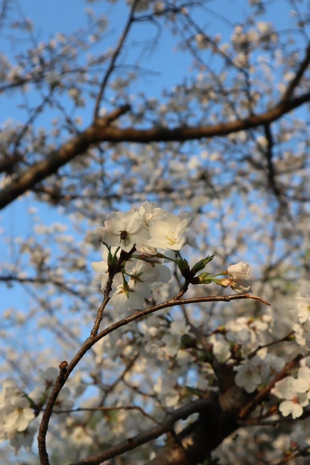 株洲櫻花