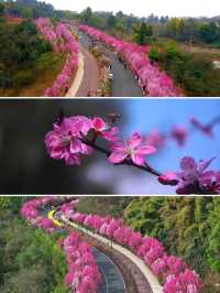 趁春日去賞花樂山綠心公園桃花已開