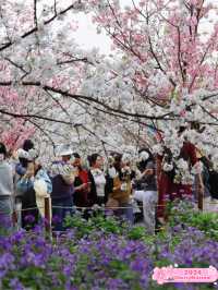 East Lake Cherry Orchard 🌸 🌳