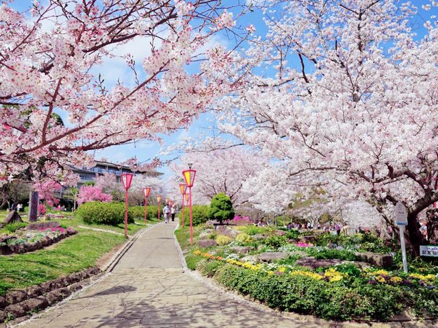 Hiokayama Hanami Peace
