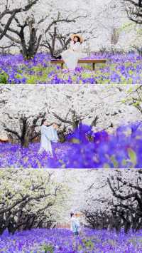 江蘇4月賞花必去三台山梨蘭會美到你不敢想像