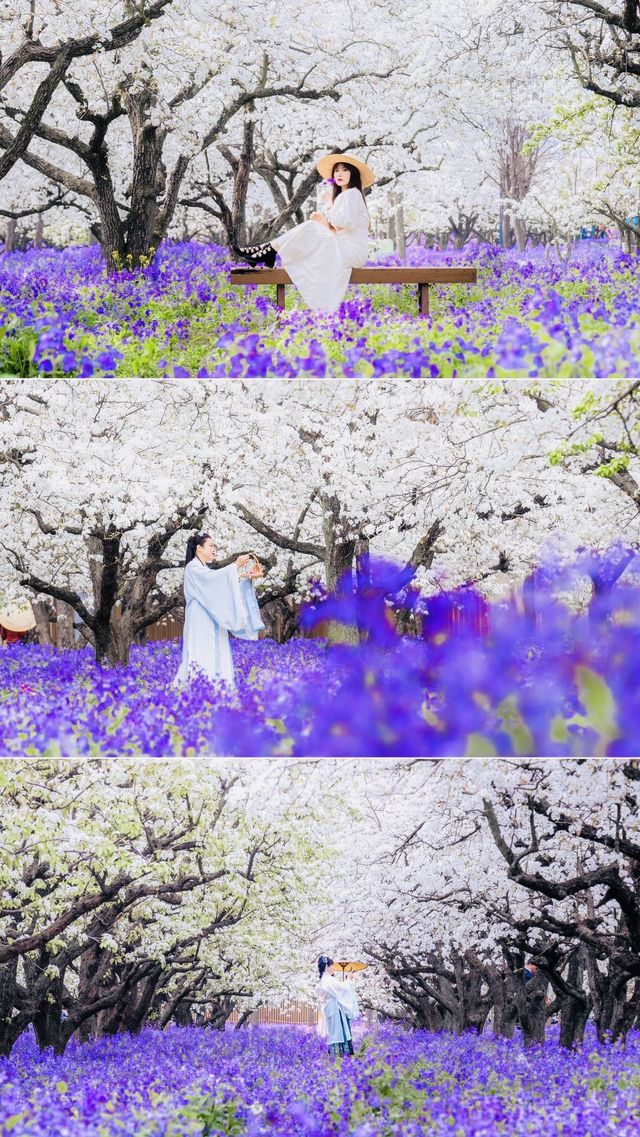 江蘇4月賞花必去三台山梨蘭會美到你不敢想像