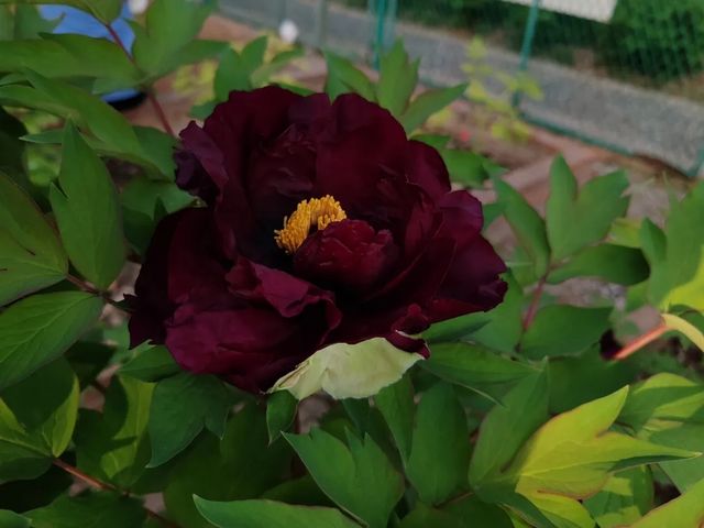 洛陽「網紅」牡丹合集來了!看哪朵戳中你的「心巴」? 洛陽「網紅」牡丹合集來了!看哪朵戳中你的「心巴」?