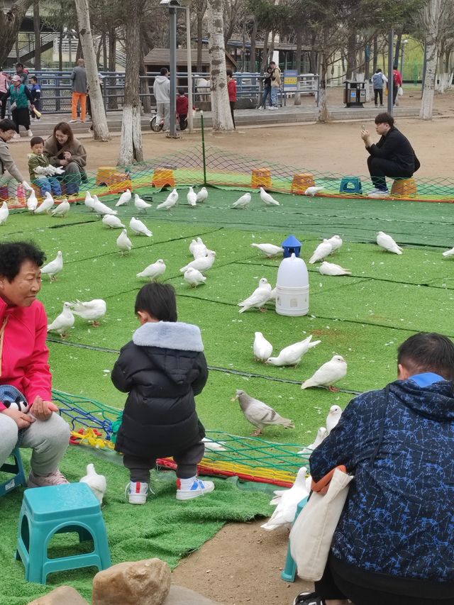 沈陽免費丨去長白島公園看花看小動物咯