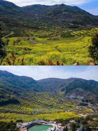 紹興覆卮山景區賞油菜花