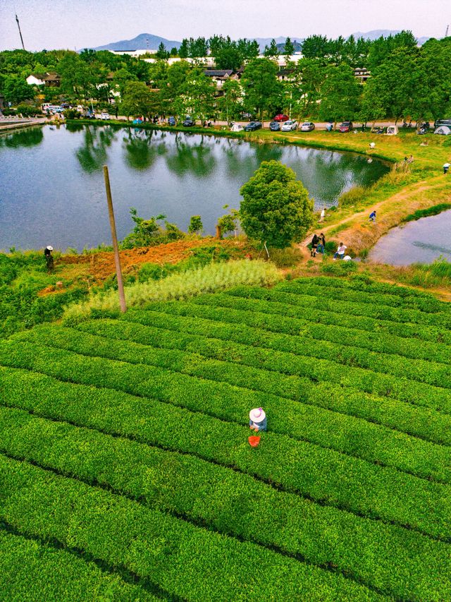 上海蘇州2h達宜興0元茶園太美了