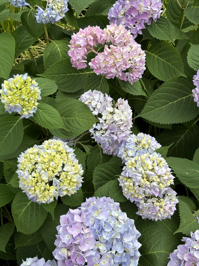 漫遊上海：中山公園，百年公園新變化
