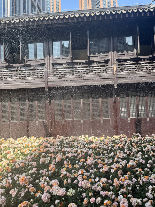 上海市區的壯觀月季花海