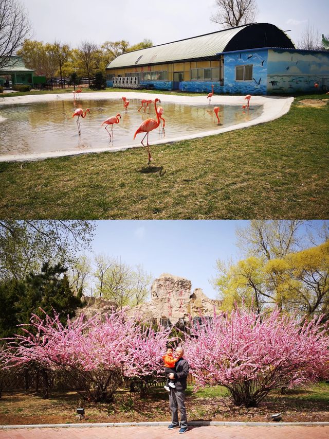 秦皇島野生動物園的自駕遛娃攻略