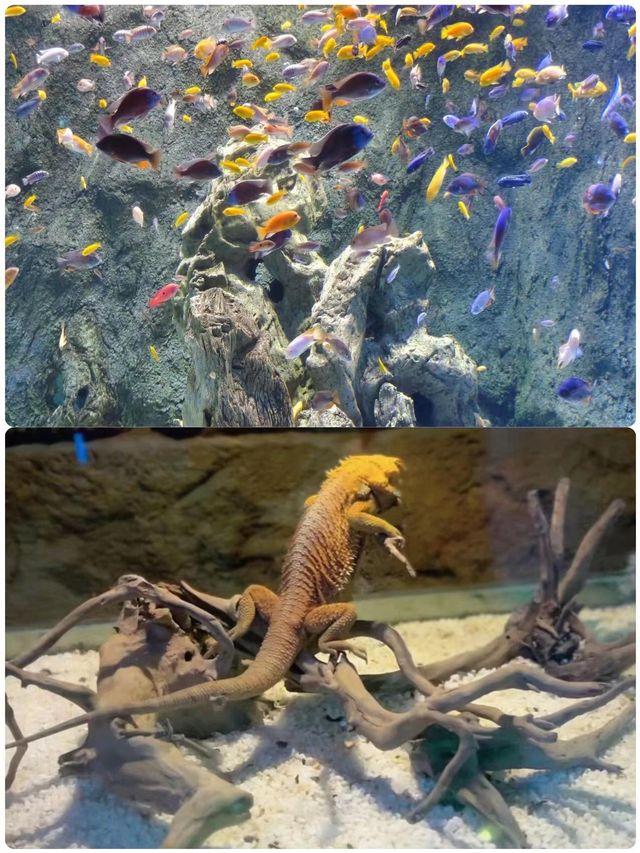 朋友圈問爆了！長沙超夢幻海洋公園來了！