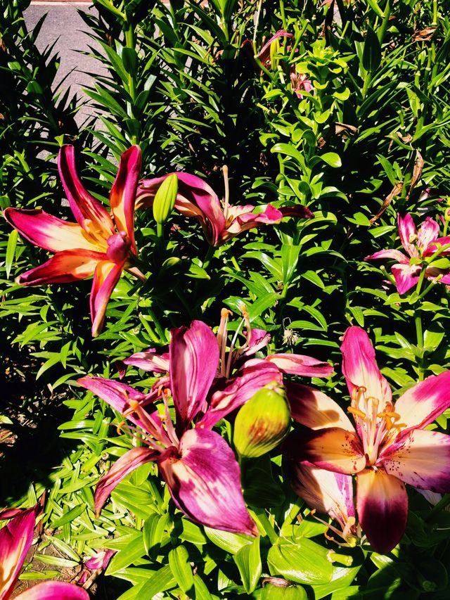 我的人生FIRST｜北京免費賞大片百合花的地方—花鄉公園（三）
