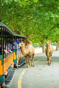 剛回來！！杭州野生動物世界夏日暢玩攻略