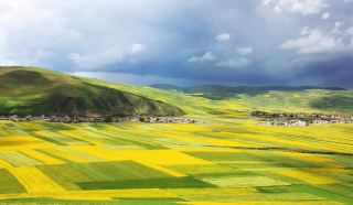 Menyuan｜The 'Golden Bricks' of the Earth