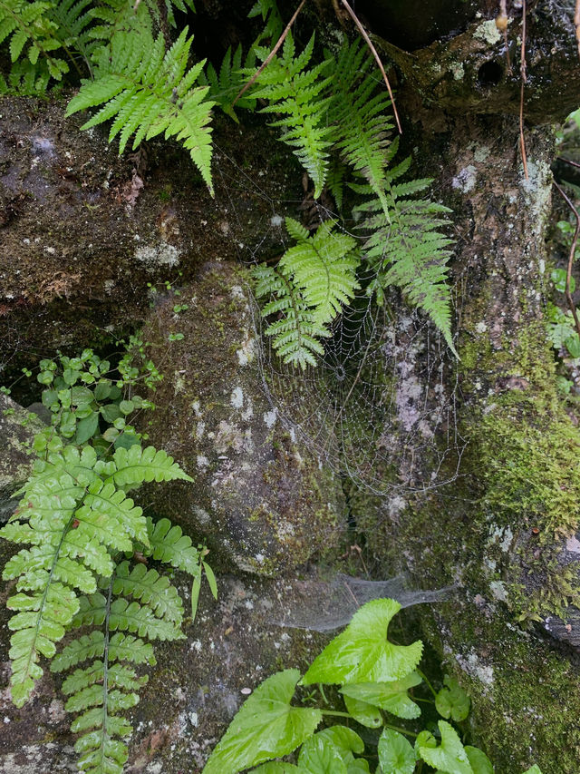 A Rainy Weekend in Huangshan
