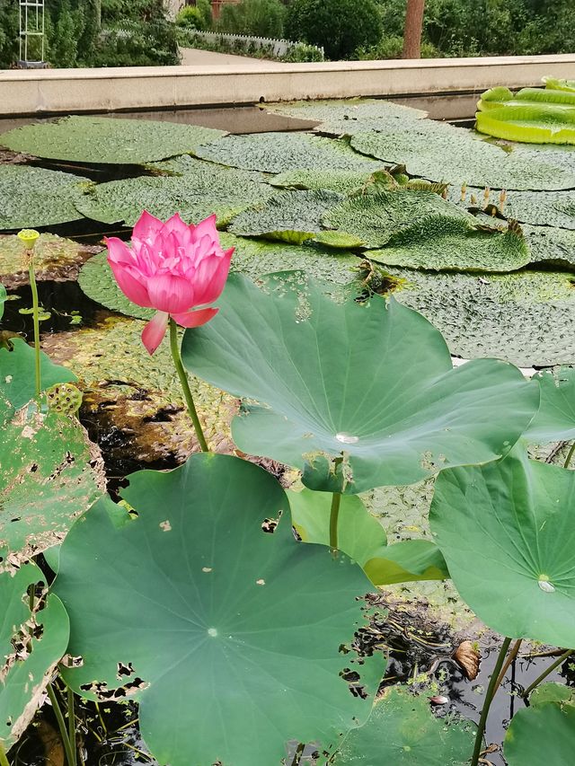 植物園夏末之戀——荷其有幸，好運連連。