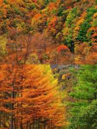 黃柏塬賞秋10月將進入最佳觀賞期。
