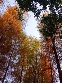 深秋的大夫山森林公園，焦糖色的落羽杉宛如油畫般