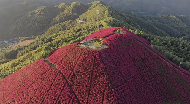 湖南懷化水源山花海景區 | 沉浸漫步在花海芬芳的意境之中。