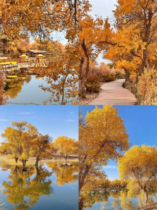 Poplar Forest in Xinjiang | 10 Must-Visit Poplar Forests in October
