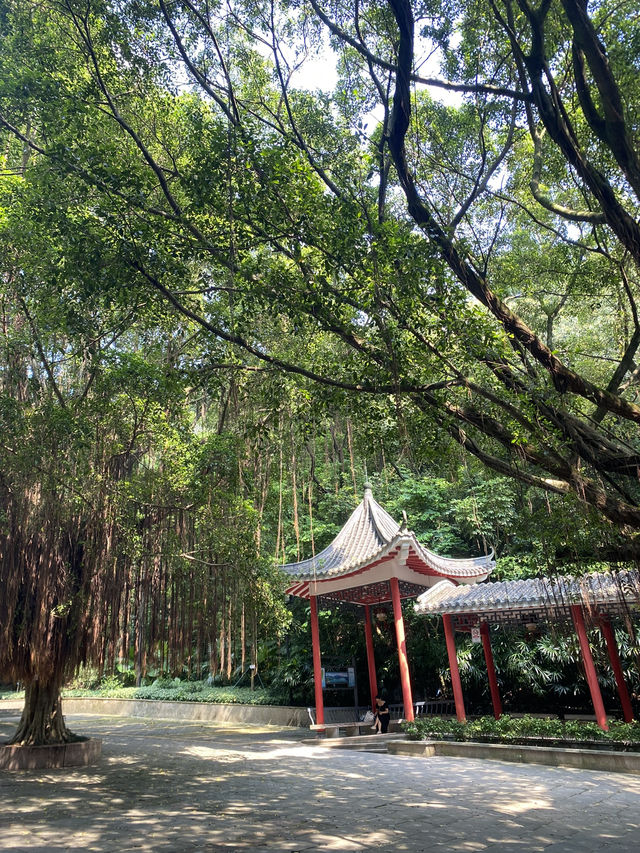 Baiyun Mountain always a great place 🎋🍃🌲🌾🪻