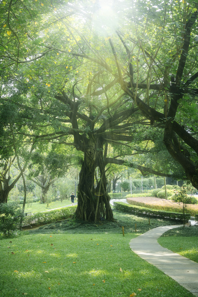 今天是被深圳公園裡的寧靜所治癒的一天。