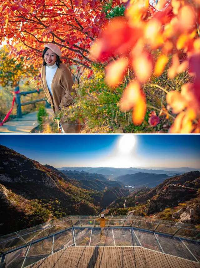 Zibo's red leaves are also popular, with autumn scenes of mountain wilderness. 