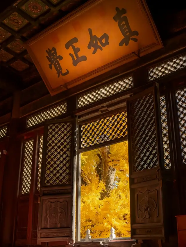 西山大覺寺｜動靜等觀，千年銀杏等你來。