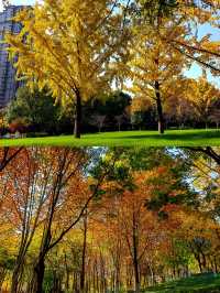 不用去京都，在武漢咱也能看紅葉。