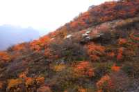 一場紅葉盛宴，這樣的坡峰嶺您願意來嗎？。