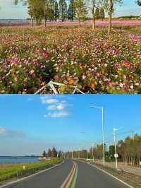 上海1小時千萬別錯過秋日淀山湖粉色花海。