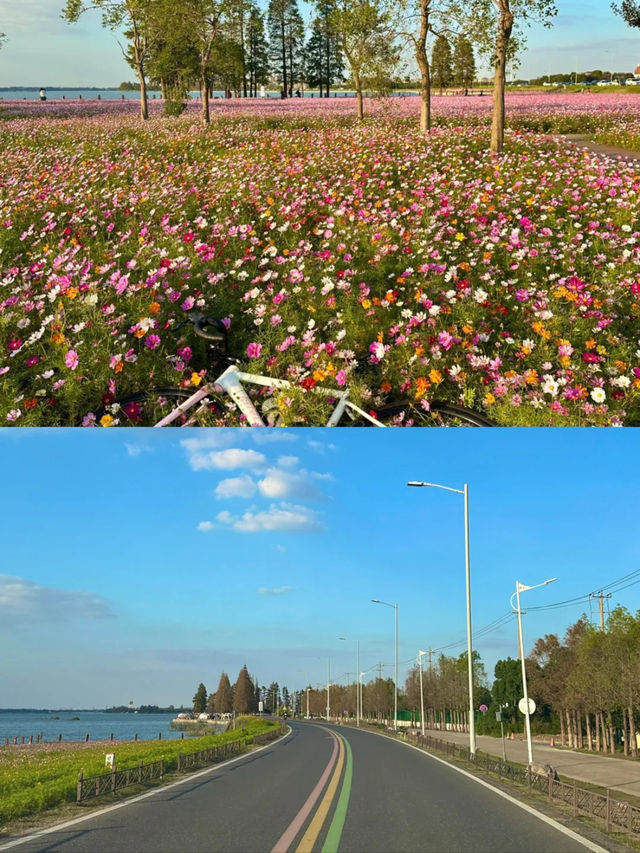 上海1小時千萬別錯過秋日淀山湖粉色花海。