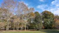 Autumn in a fairy tale! New York · Prospect Park!! 